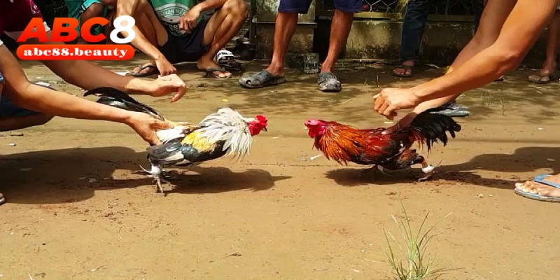 Đá gà Tre có thời gian thi đấu kéo dài hơn 10 phút