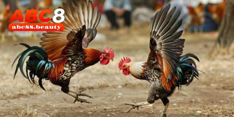 Đá gà Tre là một hình thức giải trí cực hấp dẫn bạn nên biết