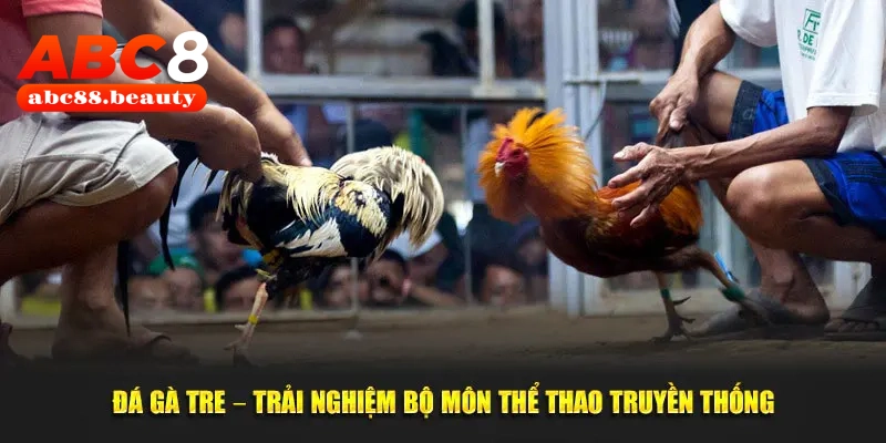 Đá gà Tre với những màn ra đòn đầy mãn nhãn